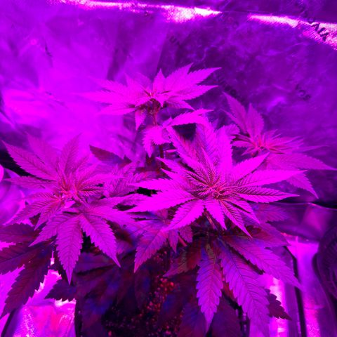 Runtz Muffin growlog timeline photo