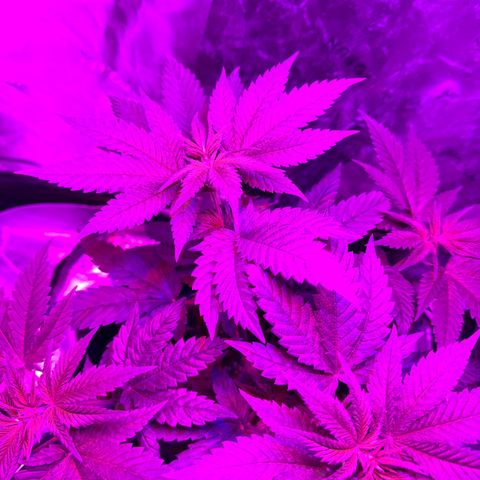 Runtz Muffin growlog timeline photo