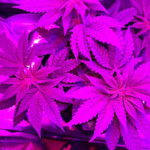 Runtz Muffin growlog timeline photo