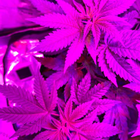 Runtz Muffin growlog timeline photo