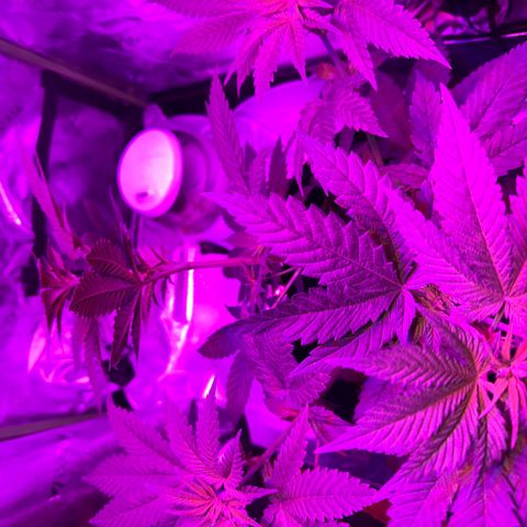 Runtz Muffin growlog photo: Plants getting tall asf 