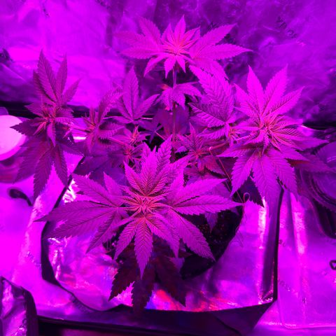 Runtz Muffin growlog photo: Plants getting tall asf 