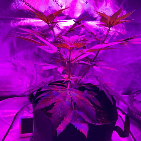 Runtz Muffin growlog photo: Plants getting tall asf 