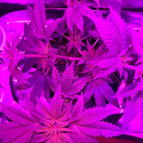 Runtz Muffin growlog photo: Plants getting tall asf 