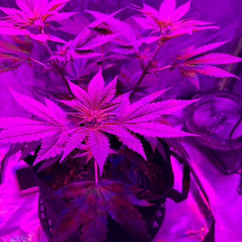 Runtz Muffin growlog photo: Plants getting tall asf 