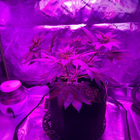 Runtz Muffin growlog photo: Plants getting tall asf 