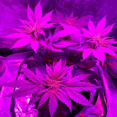 Runtz Muffin growlog photo: Plants getting tall asf 
