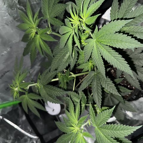 Runtz Muffin growlog timeline photo