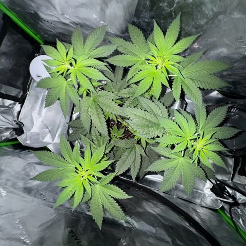 Runtz Muffin growlog timeline photo