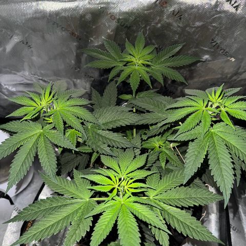Runtz Muffin growlog timeline photo
