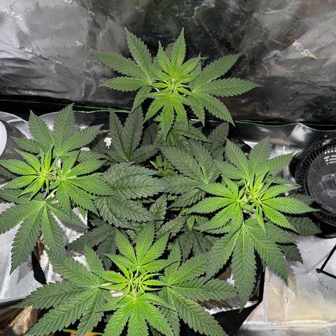 Runtz Muffin growlog timeline photo