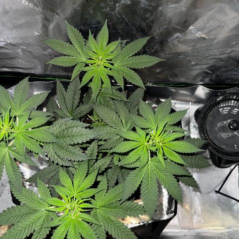 Runtz Muffin growlog timeline photo