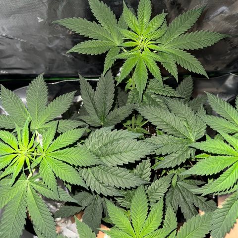 Runtz Muffin growlog timeline photo