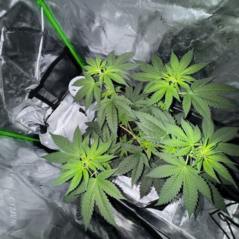 Runtz Muffin growlog timeline photo