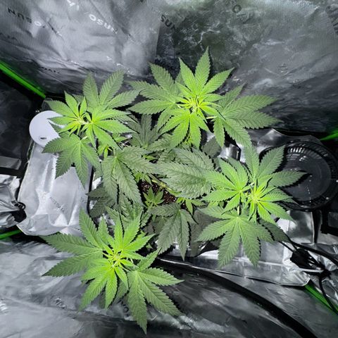 Runtz Muffin growlog timeline photo
