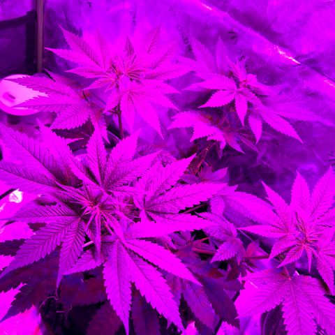Runtz Muffin growlog timeline photo