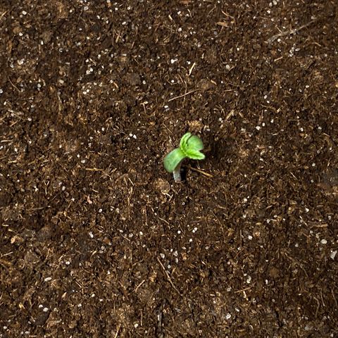 VESELEE KILLER growlog timeline photo