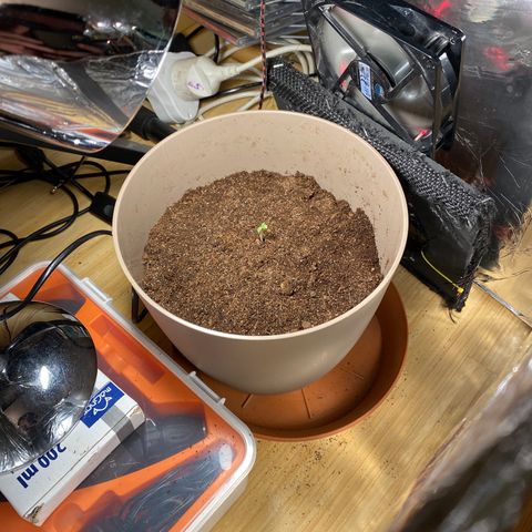 VESELEE KILLER growlog timeline photo