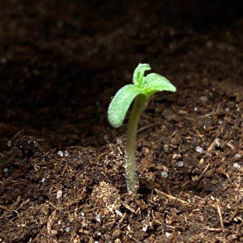 VESELEE KILLER growlog timeline photo