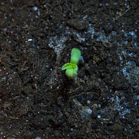 VESELEE KILLER growlog timeline photo
