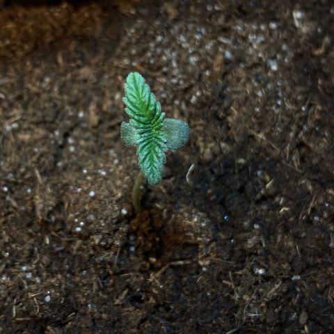 VESELEE KILLER growlog timeline photo