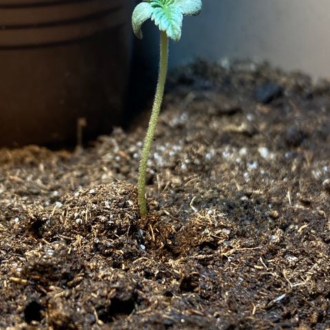 VESELEE KILLER growlog timeline photo
