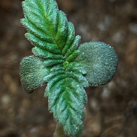VESELEE KILLER growlog timeline photo