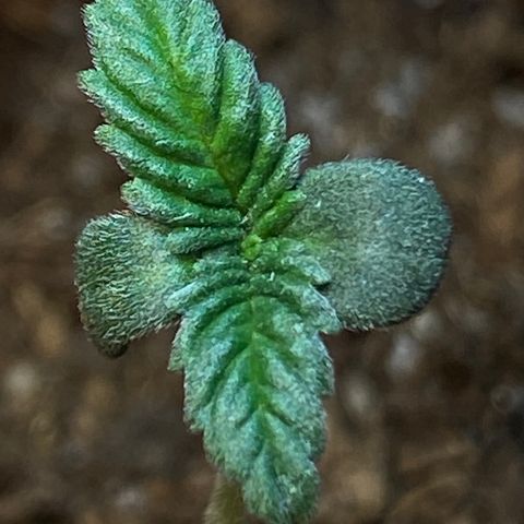 VESELEE KILLER growlog timeline photo