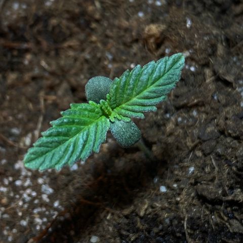 VESELEE KILLER growlog timeline photo