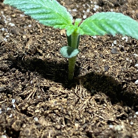 VESELEE KILLER growlog timeline photo