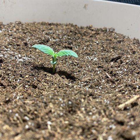 VESELEE KILLER growlog timeline photo
