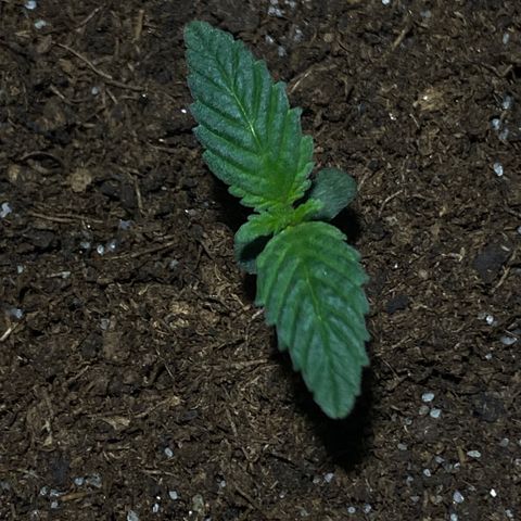 VESELEE KILLER growlog timeline photo