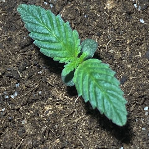 VESELEE KILLER growlog timeline photo