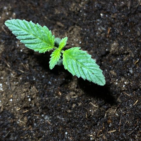 VESELEE KILLER growlog timeline photo