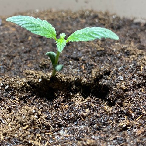 VESELEE KILLER growlog timeline photo