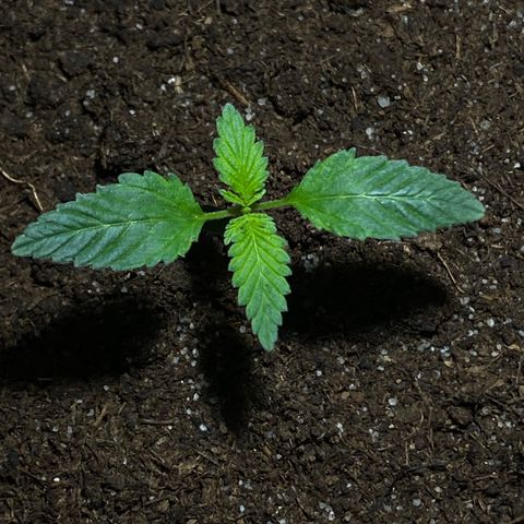 VESELEE KILLER growlog timeline photo