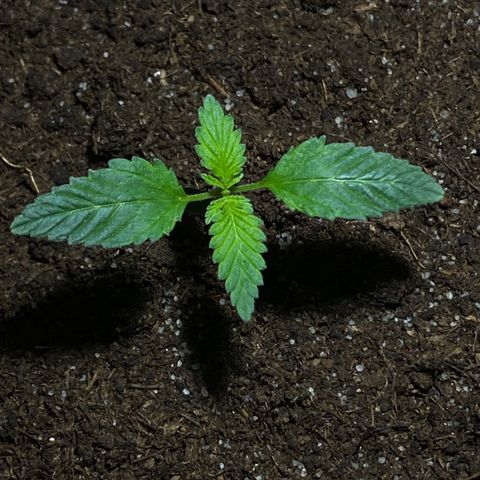 VESELEE KILLER growlog timeline photo