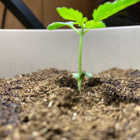 VESELEE KILLER growlog photo: Kytku jsem vycentroval