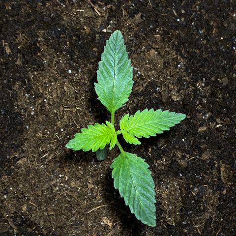 VESELEE KILLER growlog photo: Kytku jsem vycentroval