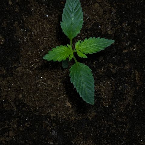 VESELEE KILLER growlog photo: Kytku jsem vycentroval