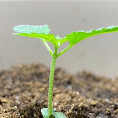 VESELEE KILLER growlog photo: Kytku jsem vycentroval