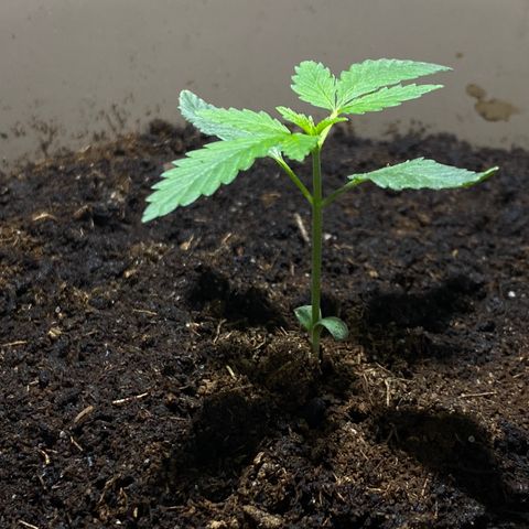 VESELEE KILLER growlog timeline photo