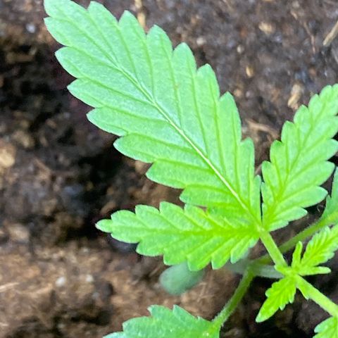 VESELEE KILLER growlog timeline photo
