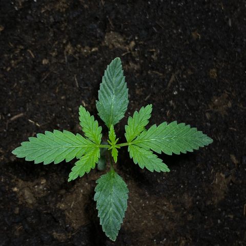 VESELEE KILLER growlog timeline photo
