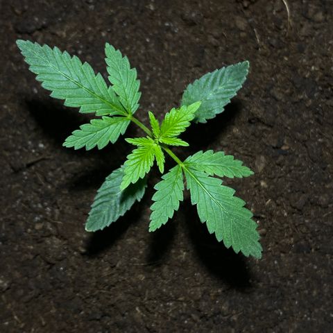 VESELEE KILLER growlog timeline photo
