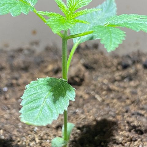 VESELEE KILLER growlog timeline photo