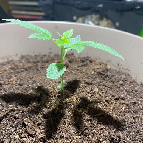 VESELEE KILLER growlog timeline photo