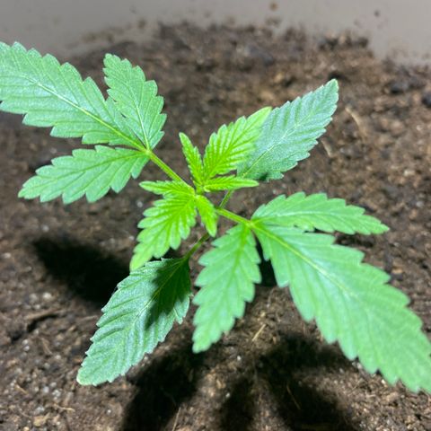 VESELEE KILLER growlog timeline photo