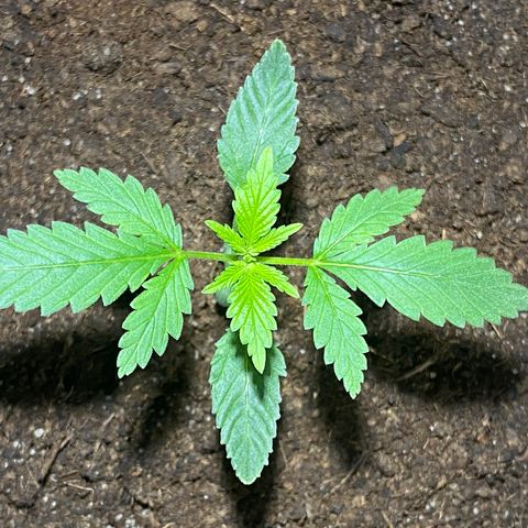VESELEE KILLER growlog timeline photo