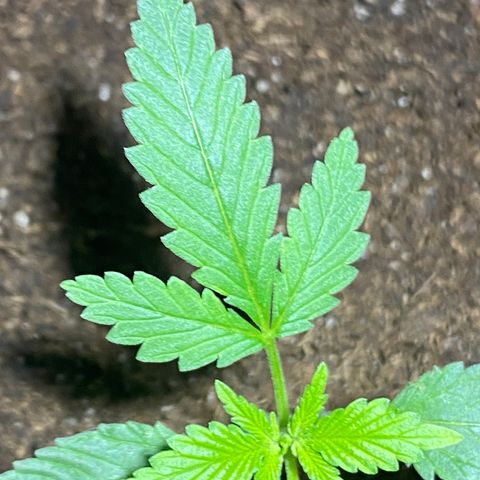 VESELEE KILLER growlog timeline photo
